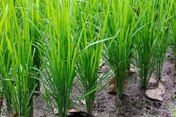 Investigadores de Berkeley mejoran el ADN del arroz, aumentando un 11 % la eficiencia del uso del agua y mejorando su tasa de crecimiento, con el objetivo de luchar contra el hambre en el mundo