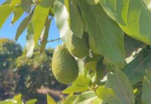 La crisis de la palta peruana revela la importancia de la producción sustentable de frutas en la región La crisis de la palta peruana revela la importancia de la producción sustentable de frutas en la región