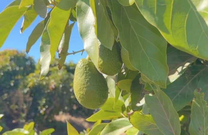 La crisis de la palta peruana revela la importancia de la producción sustentable de frutas en la región