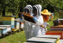 Lanzan en Chile innovador microscopio con IA que analiza la miel en minutos y detecta enfermedades Lanzan en Chile innovador microscopio con IA que analiza la miel en minutos y detecta enfermedades