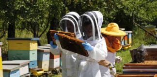 Lanzan en Chile innovador microscopio con IA que analiza la miel en minutos y detecta enfermedades