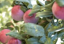 Logran en Chile modelo genómico con alta capacidad predictiva (90%) en el mejoramiento de ciruela japonesa