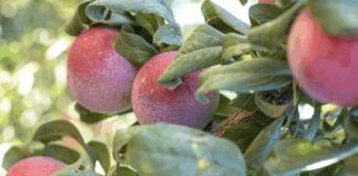 Logran en Chile modelo genómico con alta capacidad predictiva (90%) en el mejoramiento de ciruela japonesa