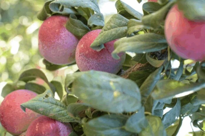 Logran en Chile modelo genómico con alta capacidad predictiva (90%) en el mejoramiento de ciruela japonesa