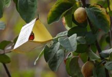 Más de 40 brotes de mosca de la fruta detectados en Chile: advierten graves riesgos para la agricultura y las exportaciones Más de 40 brotes de mosca de la fruta detectados en Chile: advierten graves riesgos para la agricultura y las exportaciones