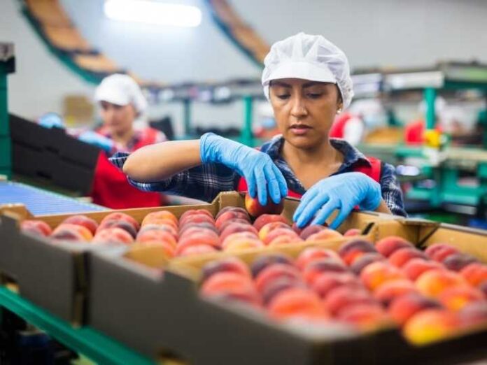 Más de 40 brotes de mosca de la fruta han sido detectados en Chile: experto advierte sobre las consecuencias para la agricultura y las exportaciones