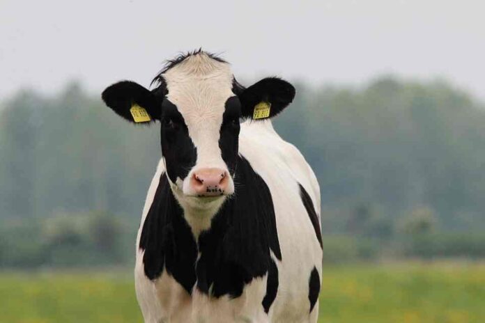 Producción de carne bovina crece 1,2% y cabezas rematadas en ferias aumentan 10,8%