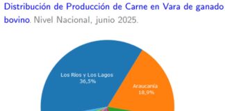 Producción de carne en vara de ganado bovino de la Región del Biobío presentó un incremento interanual de 29,9% en junio de 2025