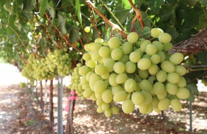 Productores y expertos coinciden El futuro de la fruticultura está en la diferenciación y la producción orgánica Productores y expertos coinciden: El futuro de la fruticultura está en la diferenciación y la producción orgánica