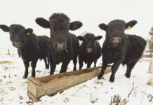 Proyecto INIA-FIA busca transformar residuos cerveceros en alimento ganadero