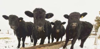 Proyecto INIA-FIA busca transformar residuos cerveceros en alimento ganadero