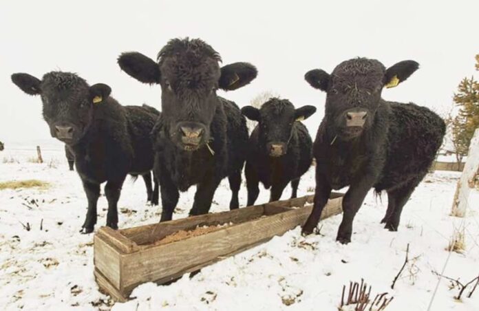 Proyecto INIA-FIA busca transformar residuos cerveceros en alimento ganadero