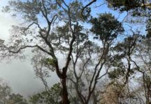 Refugios climáticos: Estos son los lugares clave que podrían salvar la biodiversidad de Chile Refugios climáticos: Estos son los lugares clave que podrían salvar la biodiversidad de Chile