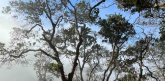 Refugios climáticos: Estos son los lugares clave que podrían salvar la biodiversidad de Chile