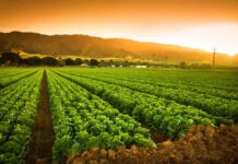 La “Revolución de las Bacterias”: el “Sellado Biológico” como seguro de vida para una agricultura sana y sostenible