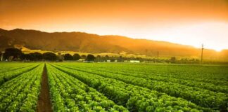 La “Revolución de las Bacterias”: el “Sellado Biológico” como seguro de vida para una agricultura sana y sostenible