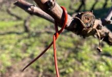 SAG Biobío comenzó entrega de emisores de confusión sexual predial a productores/as de vid y de arándanos SAG Biobío comenzó entrega de emisores de confusión sexual predial a productores/as de vid y de arándanos