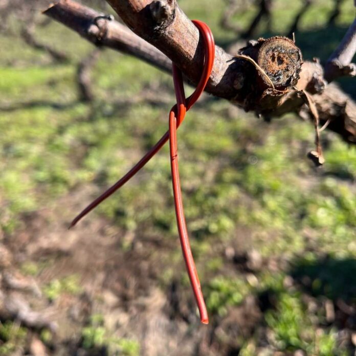 SAG Biobío  comenzó entrega de emisores de confusión sexual predial a productores/as de vid y de arándanos