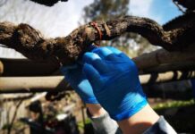 SAG Biobío instalará 370 mil emisores de confusión sexual en el área urbana de la región