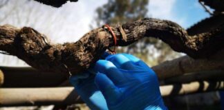 SAG Biobío instalará 370 mil emisores de confusión sexual en el área urbana de la región