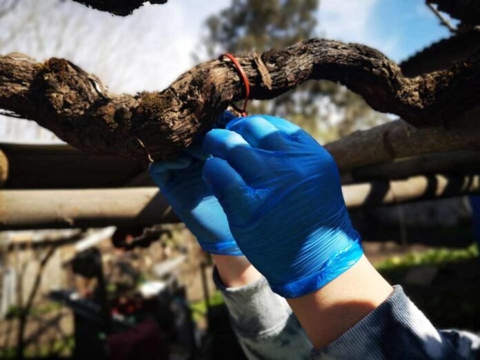 SAG Biobío instalará 370 mil emisores de confusión sexual en el área urbana de la región