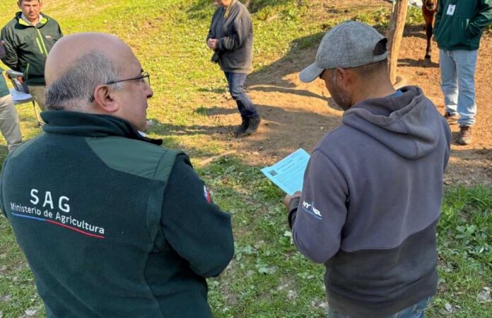 SAG Ñuble muestrea más de 1.150 equinos en búsqueda activa de Anemia Infecciosa