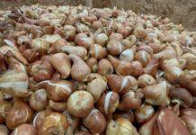 SAG aplaza puesta en marcha de normativa para importación de estructuras vegetativas SAG aplaza puesta en marcha de normativa para importación de estructuras vegetativas