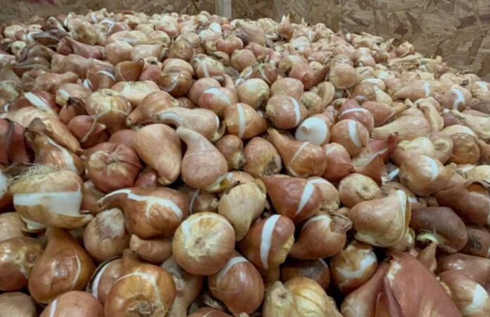 SAG aplaza puesta en marcha de normativa para importación de estructuras vegetativas SAG aplaza puesta en marcha de normativa para importación de estructuras vegetativas