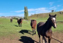 SAG detecta los primeros casos de Anemia Infecciosa Equina en la región de Aysén