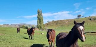 SAG detecta los primeros casos de Anemia Infecciosa Equina en la región de Aysén