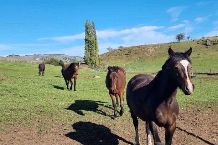 SAG detecta los primeros casos de Anemia Infecciosa Equina en la región de Aysén