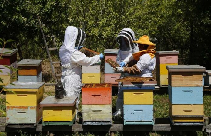 SAG llama a apicultoresas a registrarse en SIPEC Apícola para proteger a las abejas SAG llama a apicultores/as a registrarse en SIPEC Apícola para proteger a las abejas