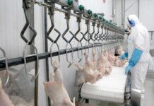 SAG suspende temporalmente importaciones avícolas desde Argentina ante brote de influenza aviar altamente patógena