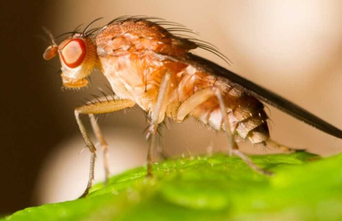 SNA e instituciones trabajan para controlar el alza de focos de mosca de la fruta