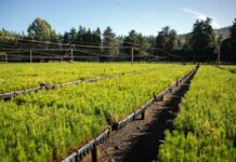 Sector silvoagropecuario creció 6,2% en el primer semestre y supera al PIB nacional Sector silvoagropecuario creció 6,2% en el primer semestre y supera al PIB nacional