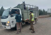 Traslado de animales en Fiestas Patrias:el SAG explica cómo hacerlo correctamente Traslado de animales en Fiestas Patrias:el SAG explica cómo hacerlo correctamente