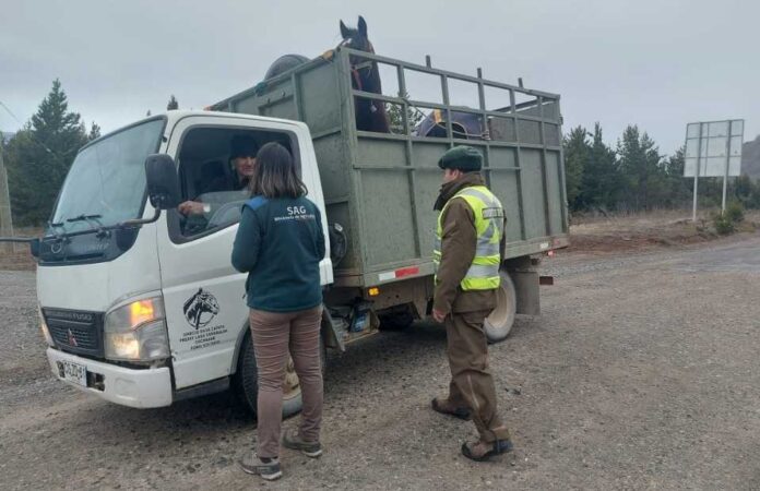 Traslado de animales en Fiestas Patriasel SAG explica cómo hacerlo correctamente Traslado de animales en Fiestas Patrias:el SAG explica cómo hacerlo correctamente