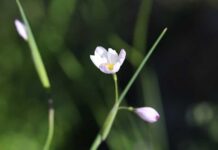 Un tesoro natural de Alhué se abre al público con la “Guía de Campo: Paisajes y Flora de Talamí”