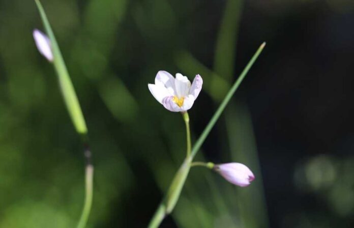 Un tesoro natural de Alhué se abre al público con la “Guía de Campo: Paisajes y Flora de Talamí”