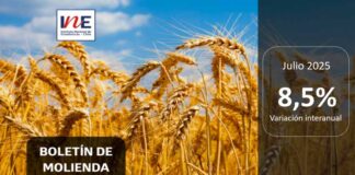 INE Biobío publica cifras de molienda de trigo correspondiente a julio de 2025