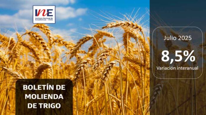 INE Biobío publica cifras de molienda de trigo correspondiente a julio de 2025