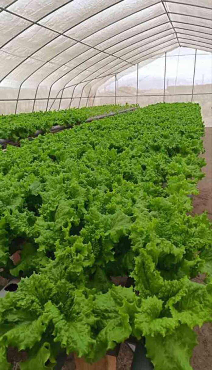 Agricultores de Mejillones buscan diversificar negocio y ser centro de distribución local Agricultores de Mejillones buscan diversificar negocio y ser centro de distribución local