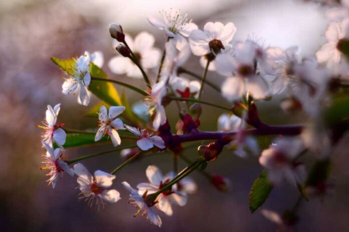 Investigación: Modelo híbrido para anticipar la floración de cerezos, con evidencia desde Japón, Corea y Suiza