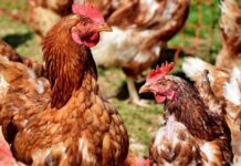 SAG autoriza nuevamente ingreso de productos avícolas brasileños a Chile SAG autoriza nuevamente ingreso de productos avícolas brasileños a Chile