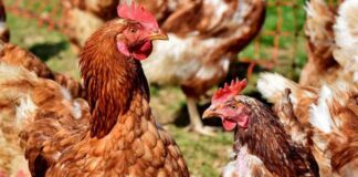 SAG autoriza nuevamente ingreso de productos avícolas brasileños a Chile