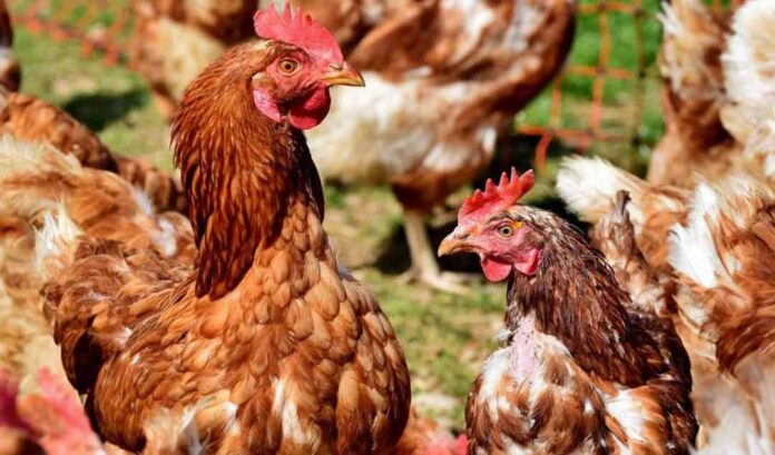 SAG autoriza nuevamente ingreso de productos avícolas brasileños a Chile