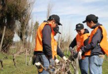 UTalca celebra la Fiesta de la Poda en Colchagua vinculando tradición, academia y territorio