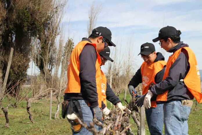 UTalca celebra la Fiesta de la Poda en Colchagua vinculando tradición, academia y territorio