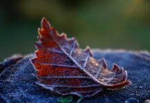 ¿Frío, lluvias, sol? Cómo viene lo que queda de invierno 