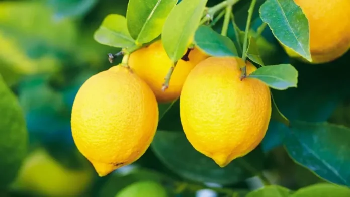 Chile gana protagonismo en la oferta global de limones en 2025